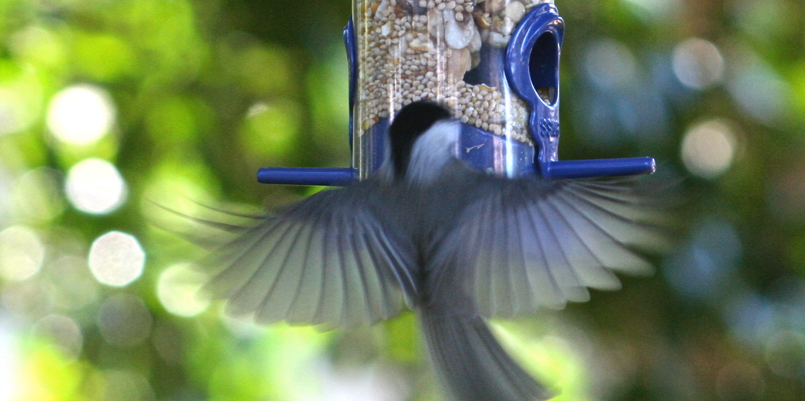 A bird comes in for a landing.